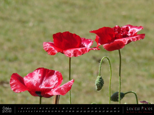 574262 (a): :1600x1200